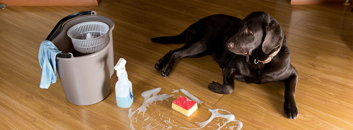 Pet Odor and Stain Removal 